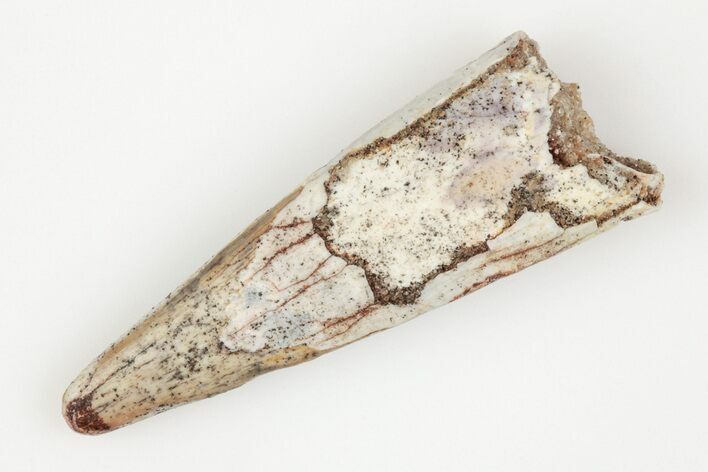 Fossil Pterosaur (Siroccopteryx) Tooth - Morocco #203433